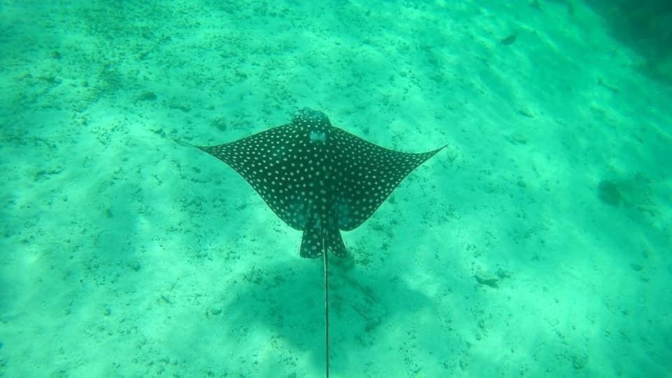 Hotel Blue Reef Frente Al Mar Mahahual Eksteriør billede